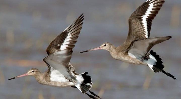 La Rochelle 15 May 2012 – The Black-tailed Godwit (Limosa limosa) was prominently featured at the 5th Meeting of the Meeting of the Parties to the Agreement on the Conservation of African-Eurasian Migratory Waterbirds (AEWA) which is taking place 14-18 May 2012 in La Rochelle, France. The Near Threatened Black-tailed Godwit, Limosa limosa, is a large, long-legged, long-billed shorebird first described by Carolus Linnaeus in 1758. It is a member of the Limosa genus, the godwits. Its breeding range stretches